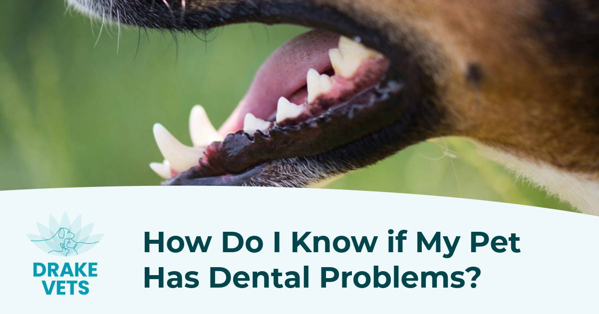 How Do I Know if My Pet Has Dental Problems? - Drake Vets