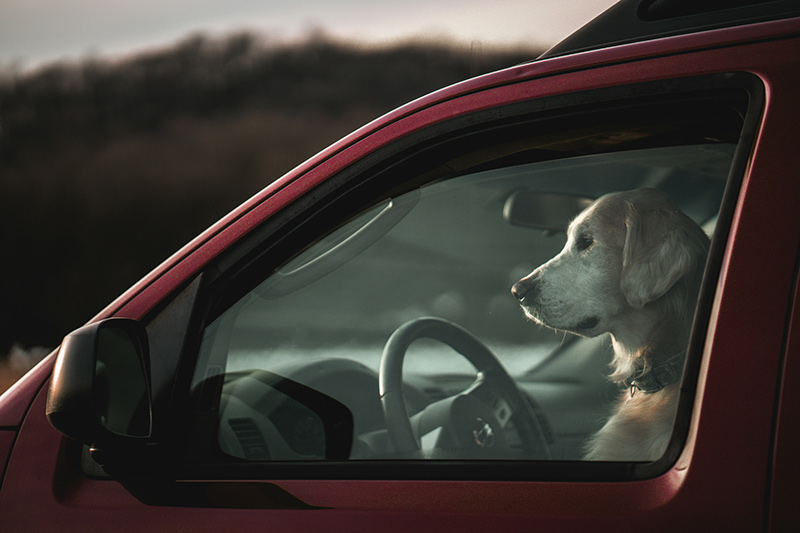 How to Keep Your Pets Cool During the Summer Heat