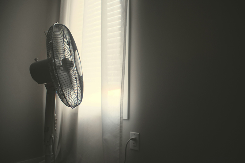 How to Keep Your Pets Cool During the Summer Heat