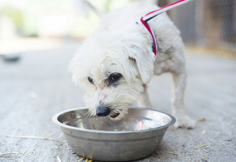 How to Keep Your Pets Cool During the Summer Heat