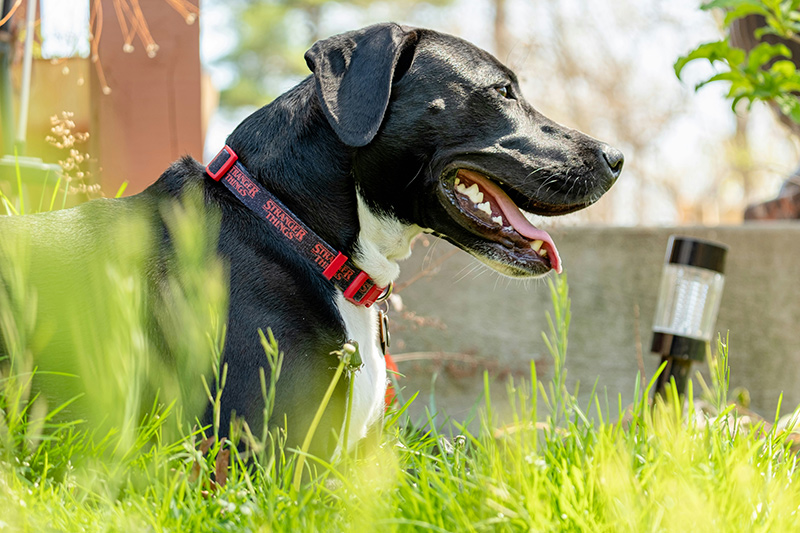 How to Keep Your Pets Cool During the Summer Heat