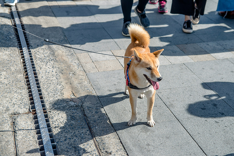 How to Keep Your Pets Cool During the Summer Heat