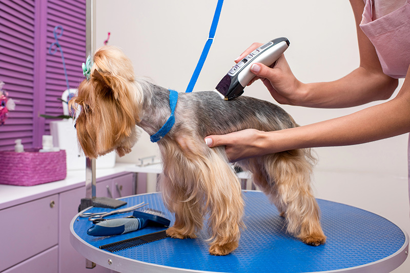 How to Keep Your Pets Cool During the Summer Heat
