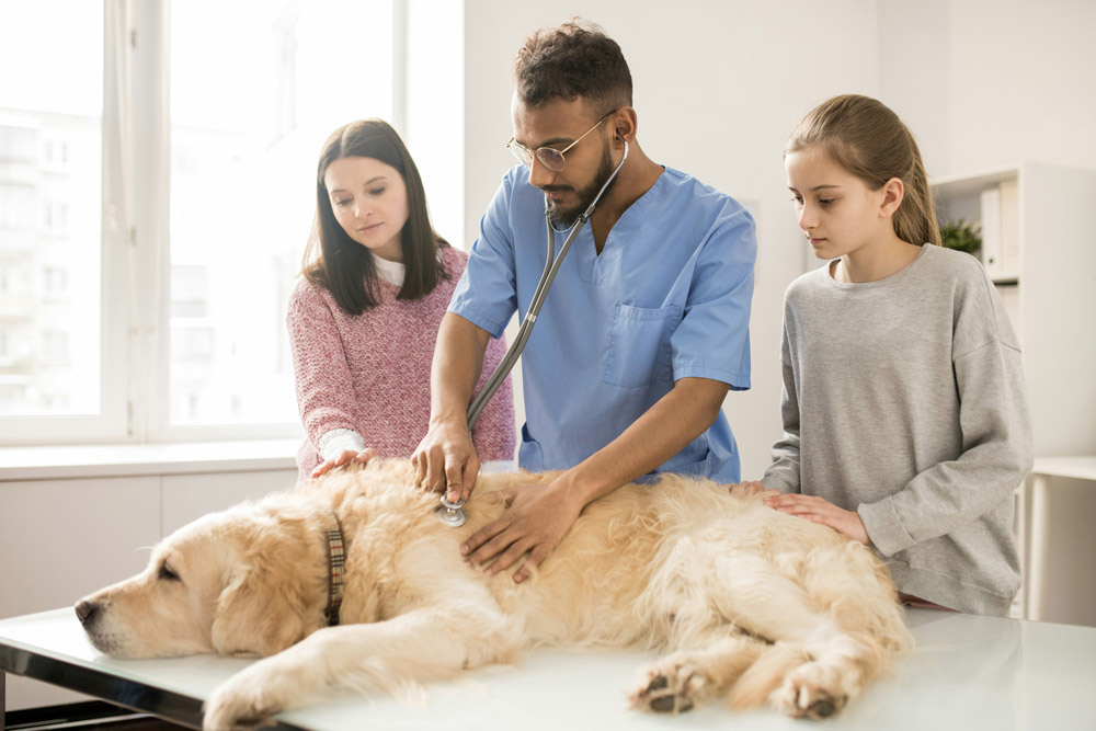 What are the signs of ill health in your pet | Drake Vets
