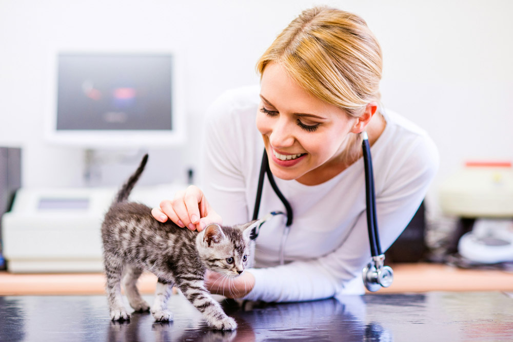 Top tips for caring for puppies and kittens | Drake Vets