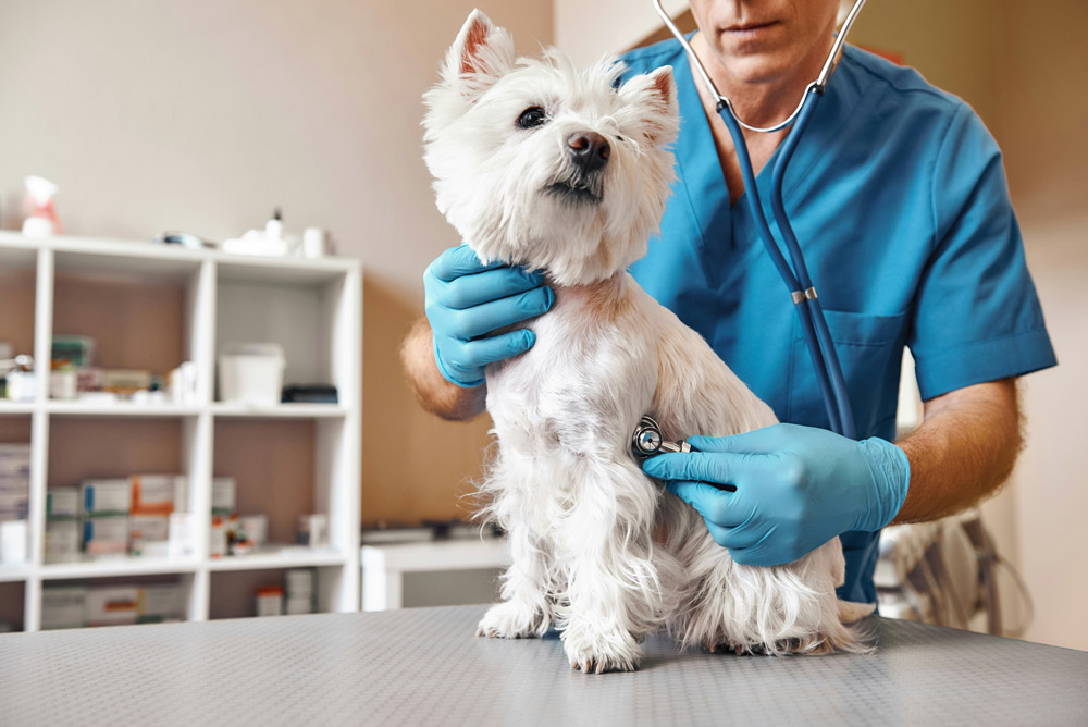 What is a full health check for a dog | Drake Vets