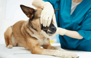 What is a full health check for a dog | Drake Vets