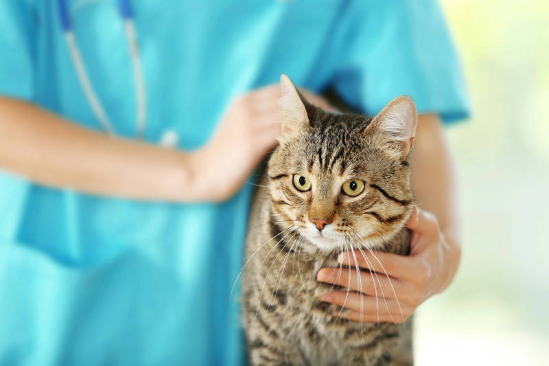 New Year pet health checklist | Drake Vets