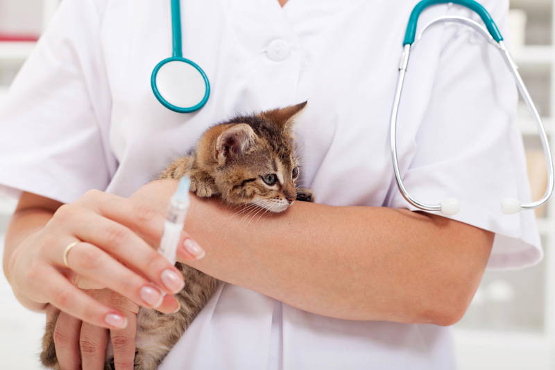 New Year pet health checklist | Drake Vets