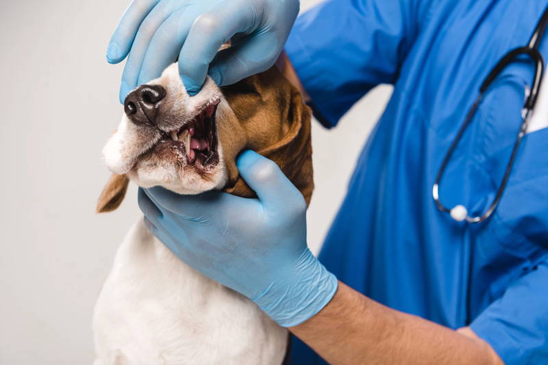 New Year pet health checklist | Drake Vets