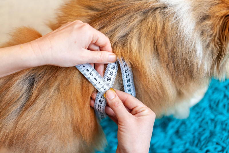 New Year pet health checklist | Drake Vets
