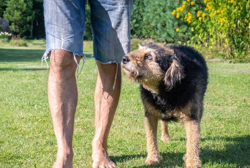 New Year pet health checklist | Drake Vets