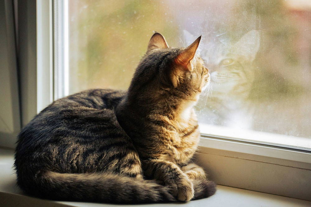 Spring check-ups and parasite prevention | Drake Vets