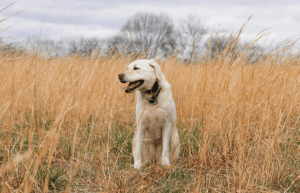 Spring check-ups and parasite prevention | Drake Vets