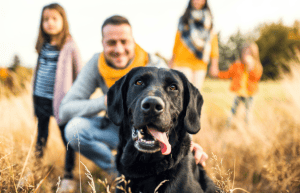 Back to school - pet separation & time alone for pets | Drake Vets