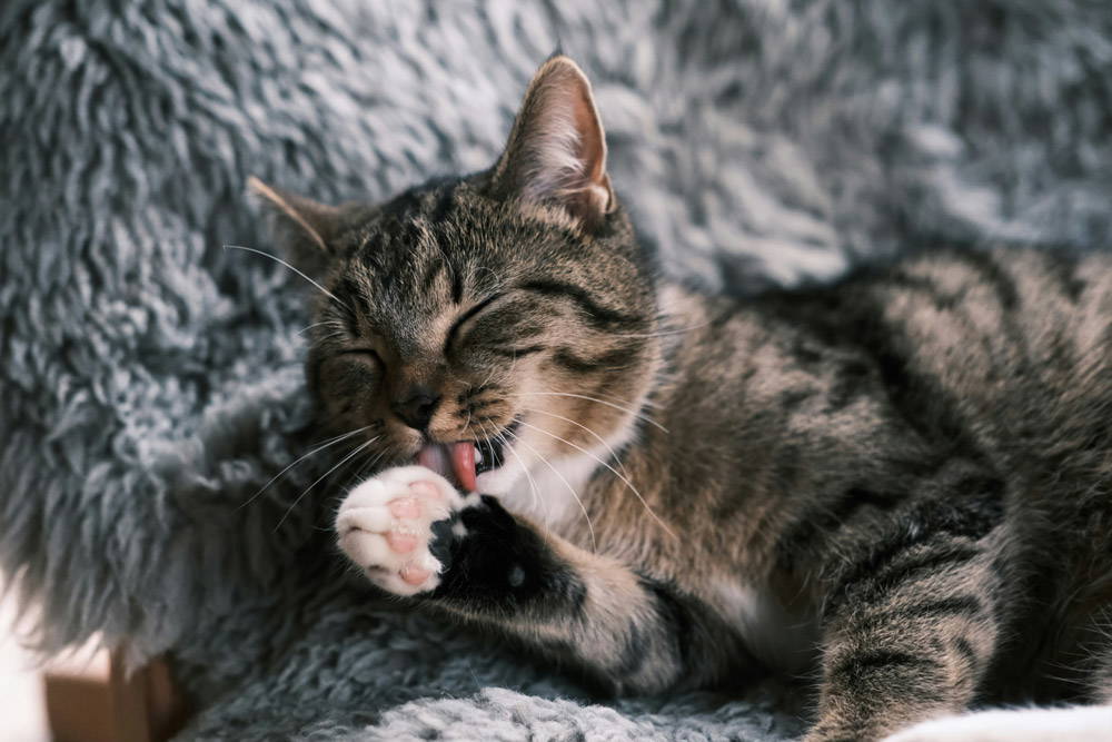 Back to school - pet separation & time alone for cats | Drake Vets