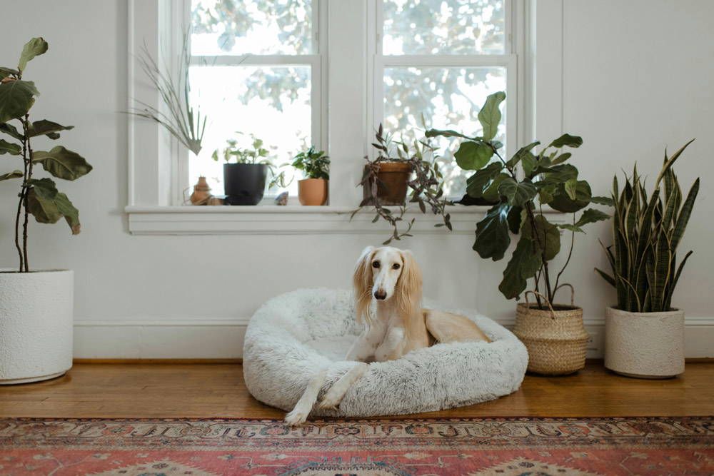 Back to school - pet separation & time alone for dogs | Drake Vets
